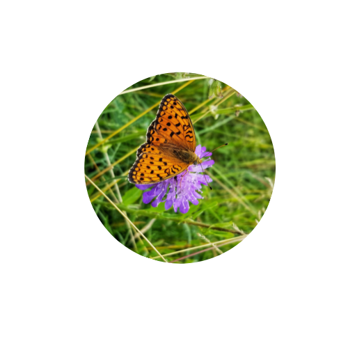 L’attribut alt de cette image est vide, son nom de fichier est papillon.png.