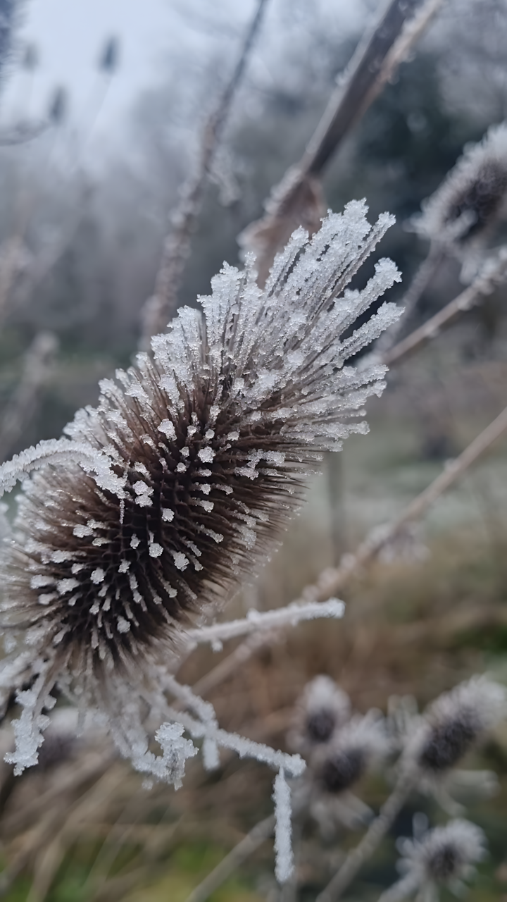 cardère sauvage givrée à observer durant vos activités nature hiver