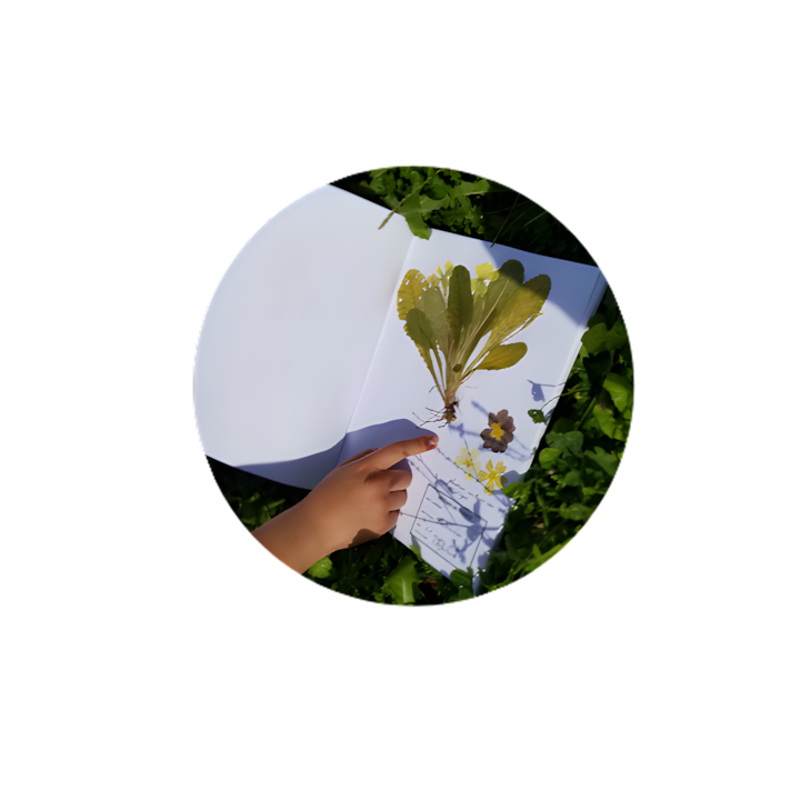 Main d'enfant sur un herbier, illustrant un atelier d'exploration nature et de création manuelle.