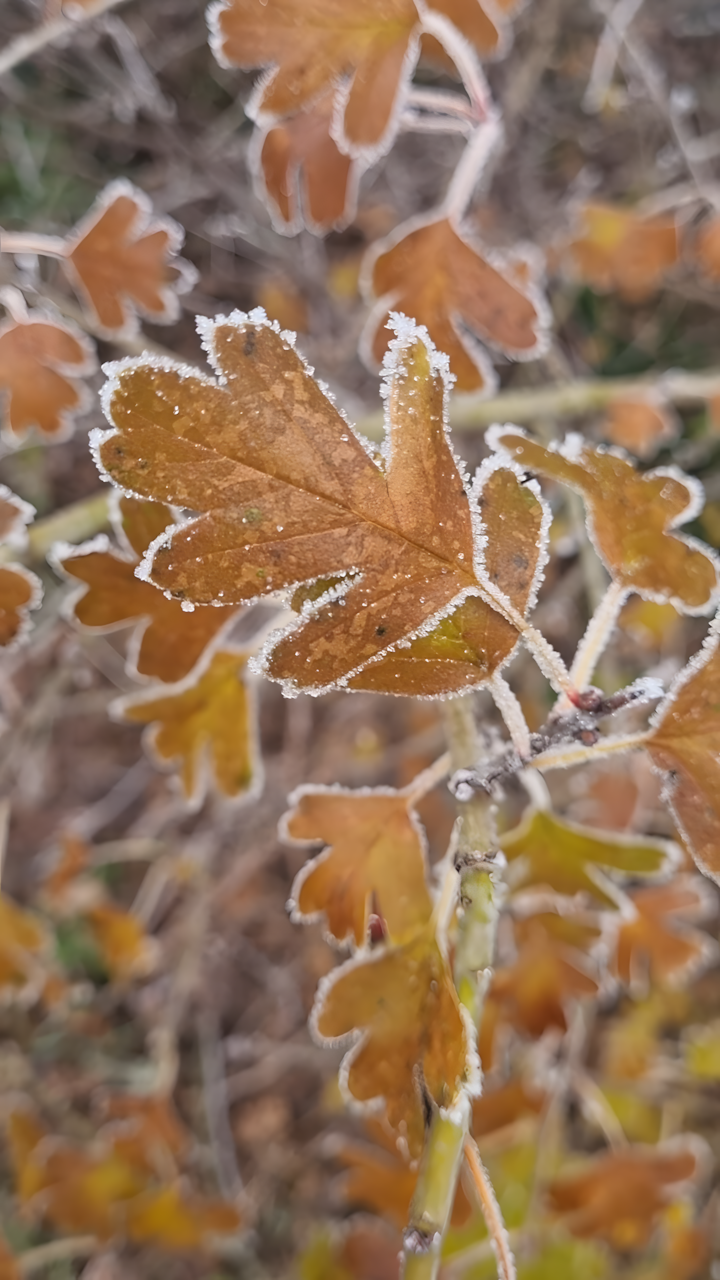 feuilles bordées de givre illustrant les activités nature hiver