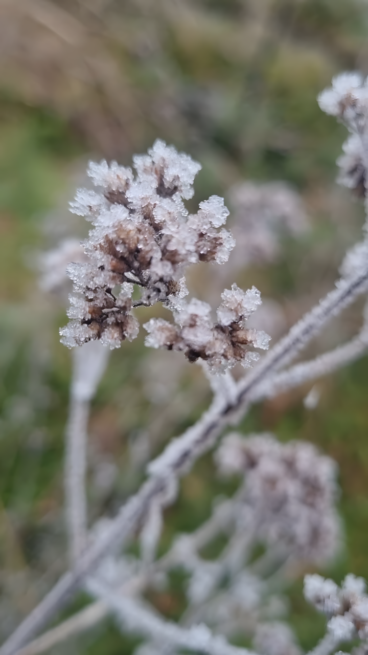 fleurs séchées couvertes de cristaux de glace, une des activités nature hiver