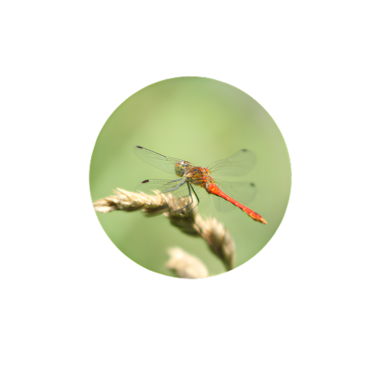 Macro d'une libellule rouge, illustrant l'observation minutieuse de la nature pour les découvreurs.