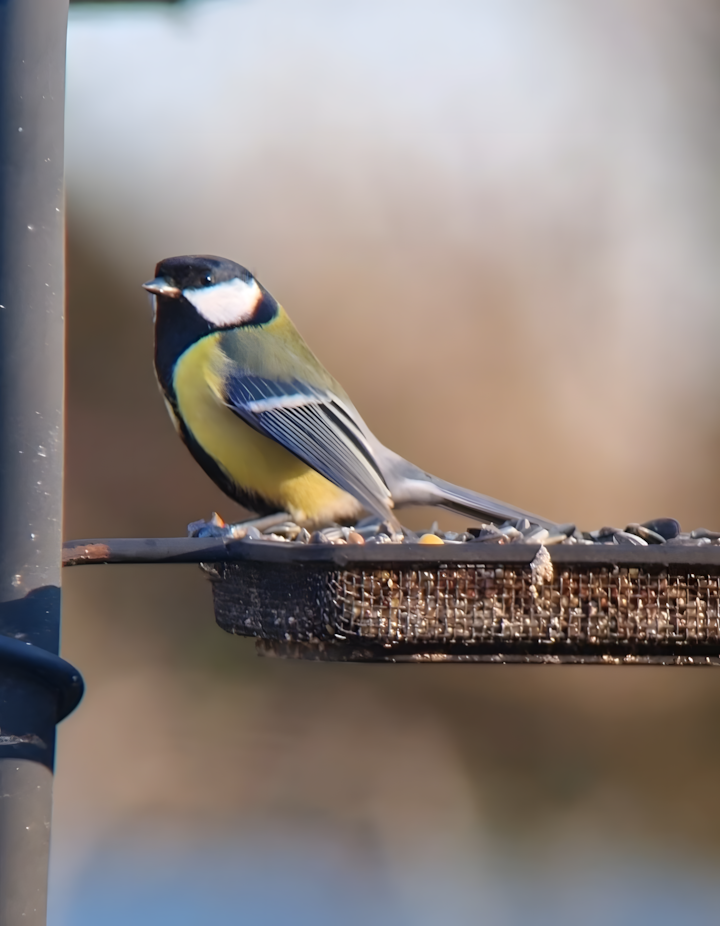 mésange charbonnière sur une mangeoire, une idée d'activités nature hiver