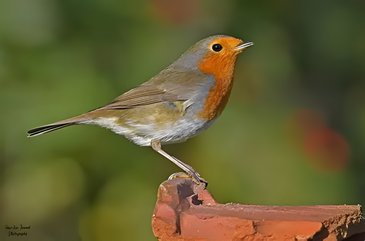 rouge-gorge familier de profil sur une brique rouge