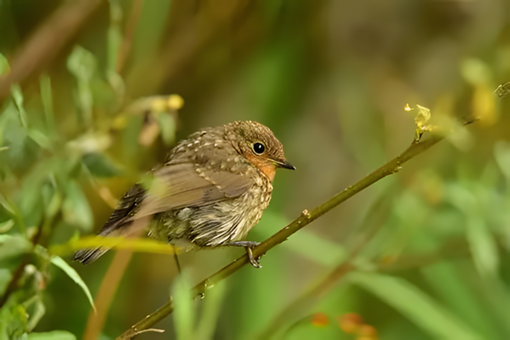 jeune rouge-gorge familier perché sur une branche fine sur fond vert