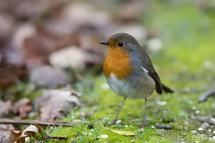 rouge-gorge familier debout sur de la mousse verte en forêt