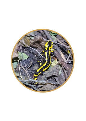 Salamandre terrestre noire et jaune, un exemple de connaissances naturalistes sur les amphibiens.