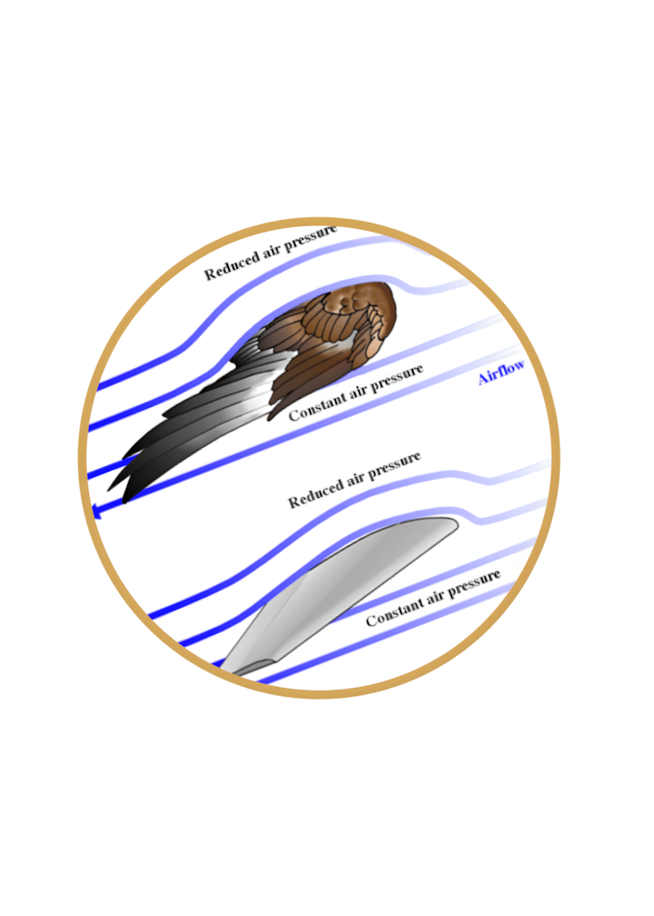 Diagramme illustrant l'aérodynamisme du vol des oiseaux, support de l'atelier Physique-Chimie pour le Collège.