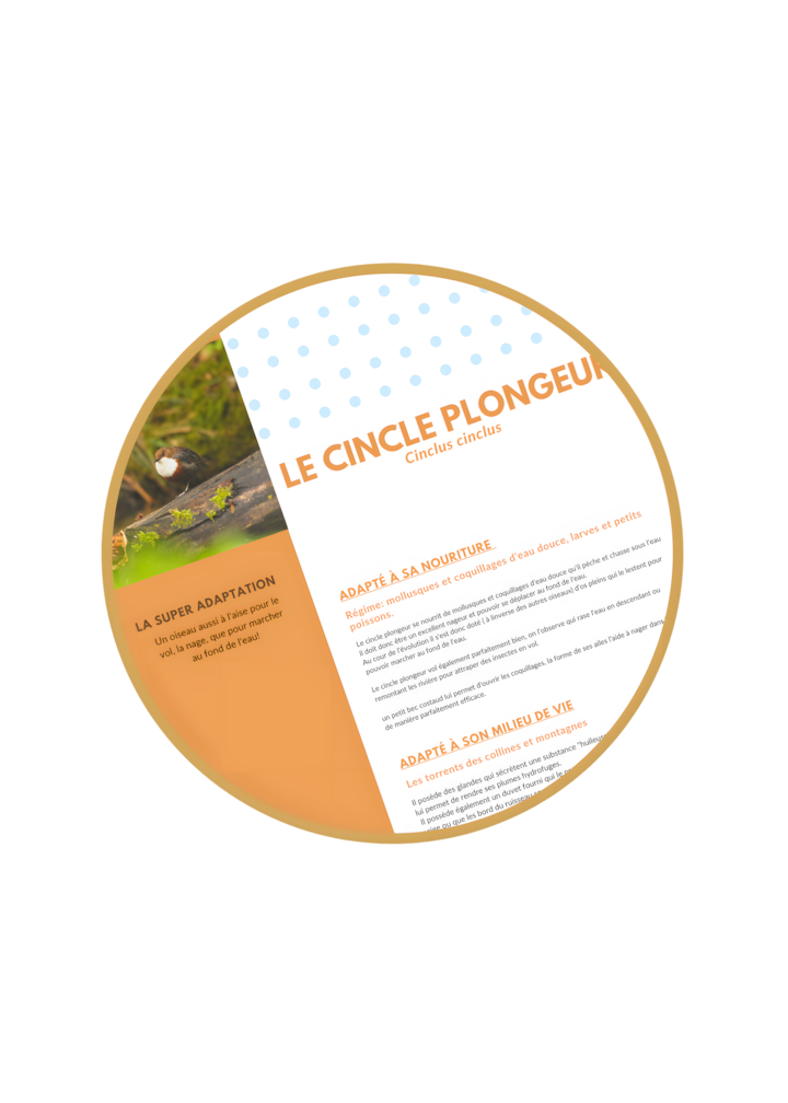 Fiche d'étude sur l'adaptation du Cincle Plongeur, exemple d'évolution des espèces pour l'atelier SVT Collège.