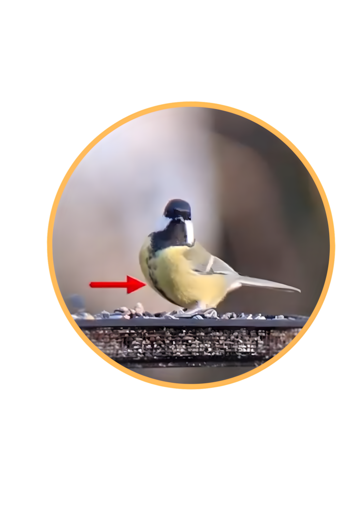 Mésange charbonnière, image de couverture pour la catégorie Focus espèce et fiches d'identification.